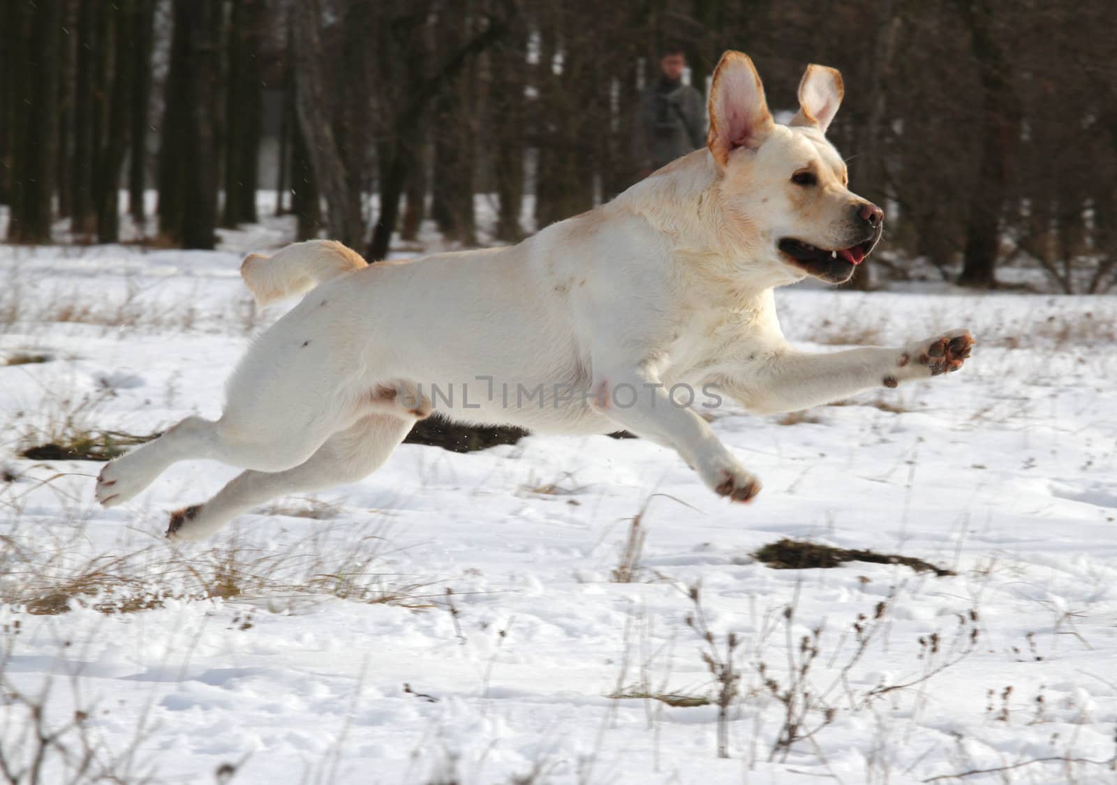 yellow labrador running in the snow in winter