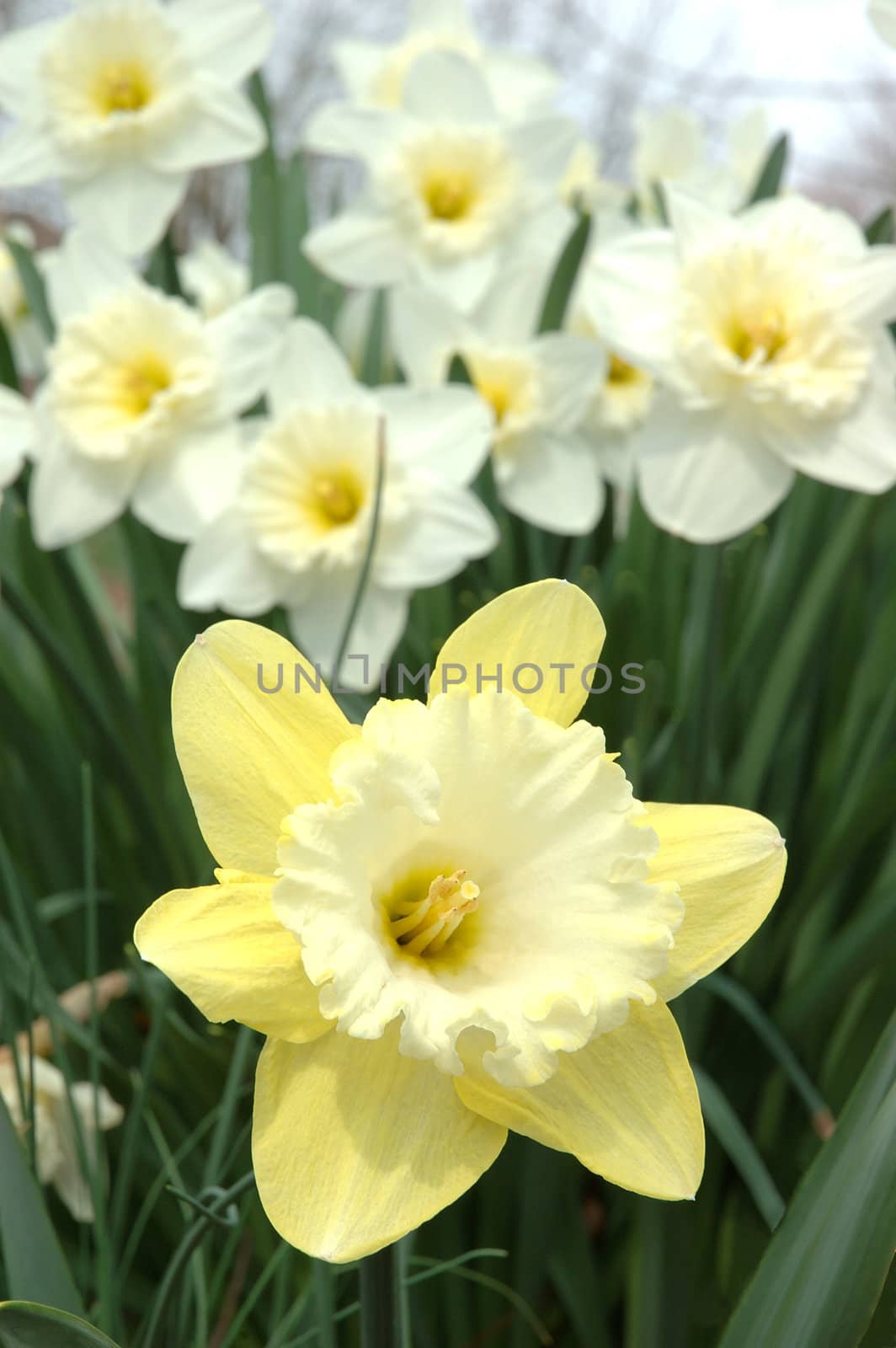 Daffodils Blooming in Spring by griffre