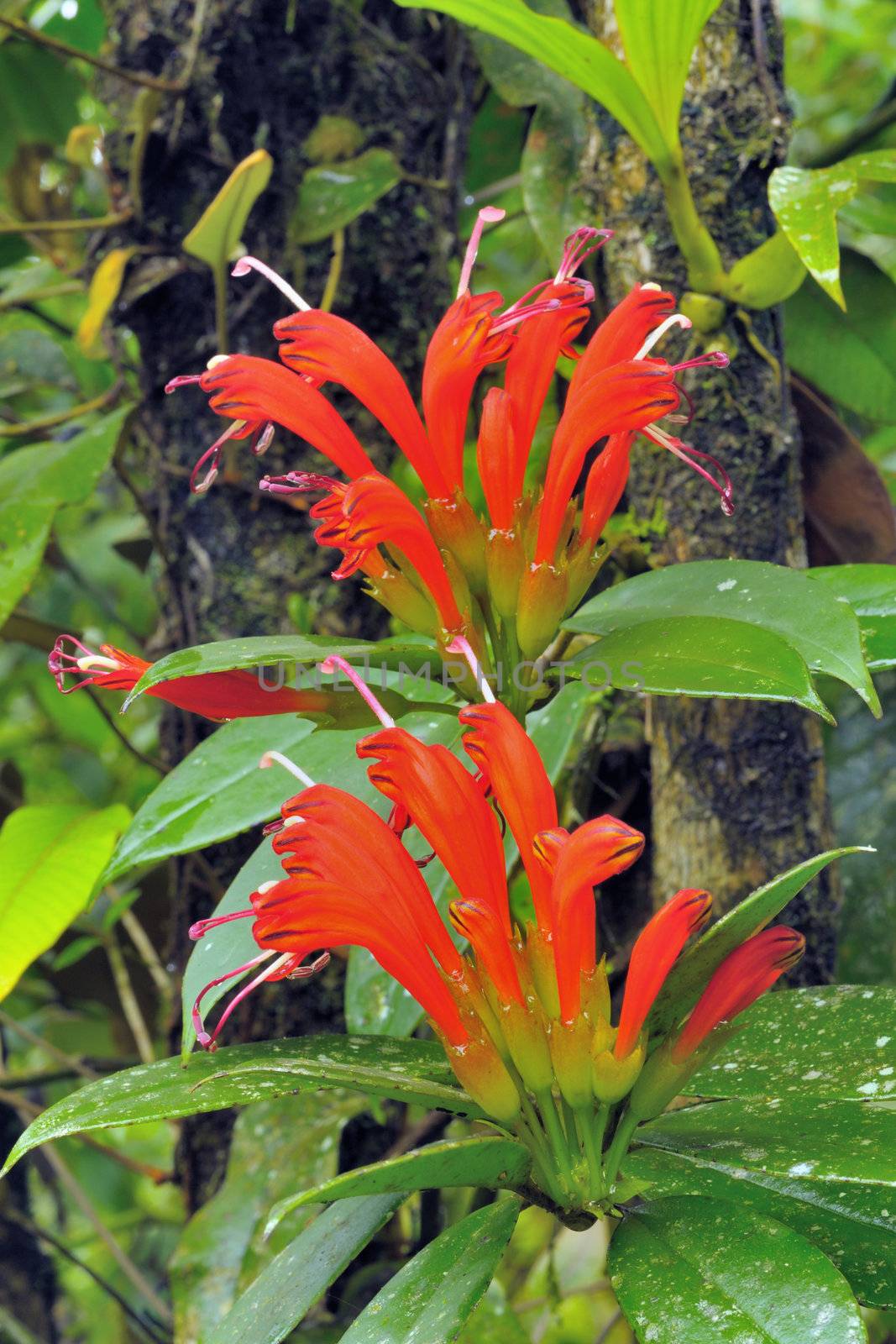 Bright red wildflowers in rain forest. by ngungfoto