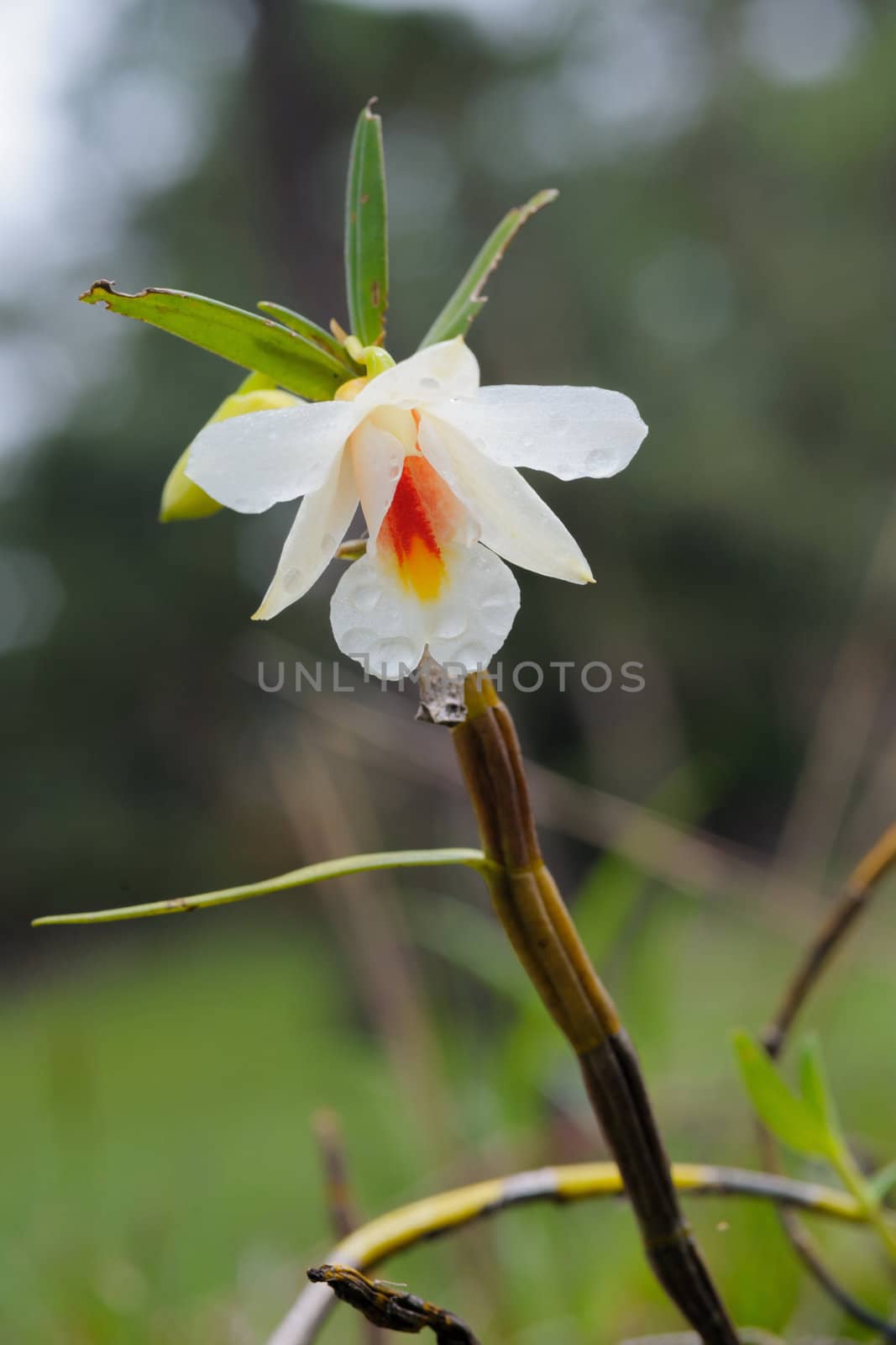 Name of science ; Dendrobium scabrilingue   Lindl. Orchidaceeae wild orchid in rain-forest, Thailand.