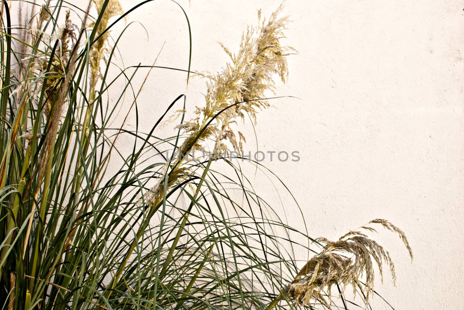 reeds by lauria