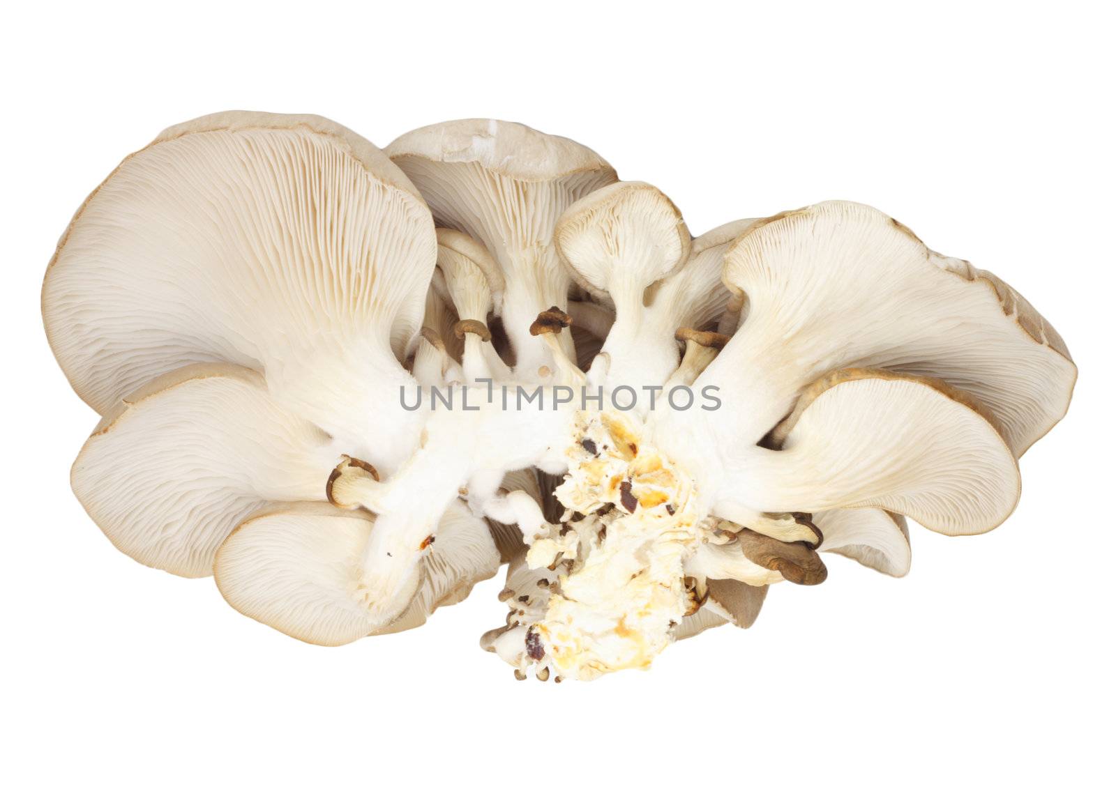 Oyster mushrooms on a white background by schankz