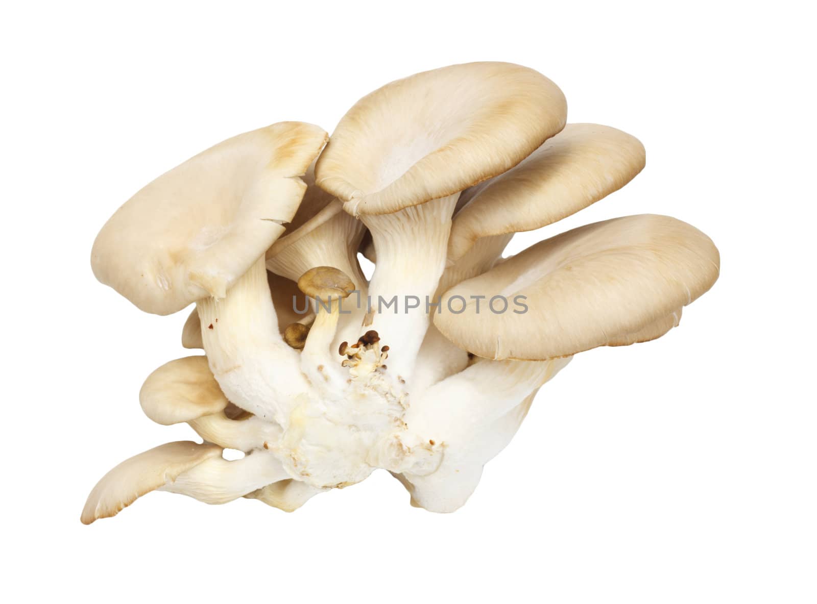 Oyster mushrooms on a white background 