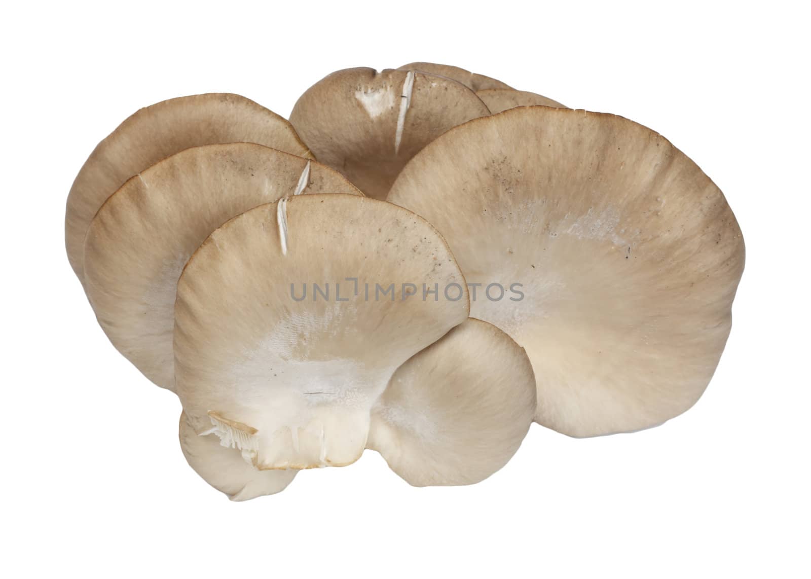 Oyster mushrooms on a white background 