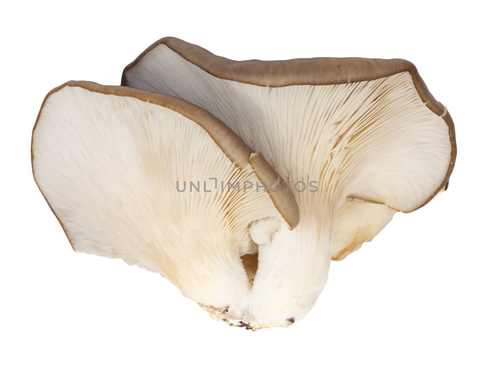 Oyster mushrooms on a white background 