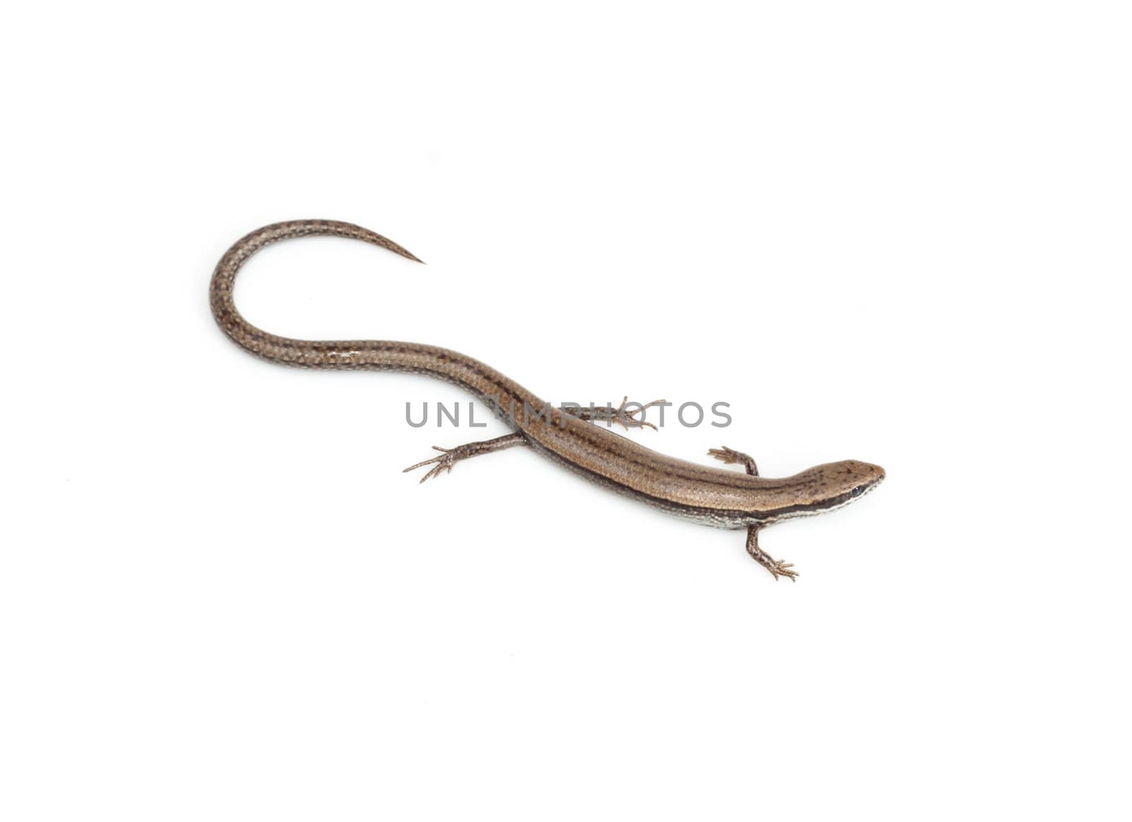 One small lizard on a white background  by schankz