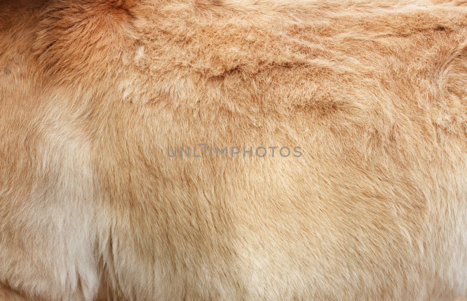 Furry skin of brown horse abstract background