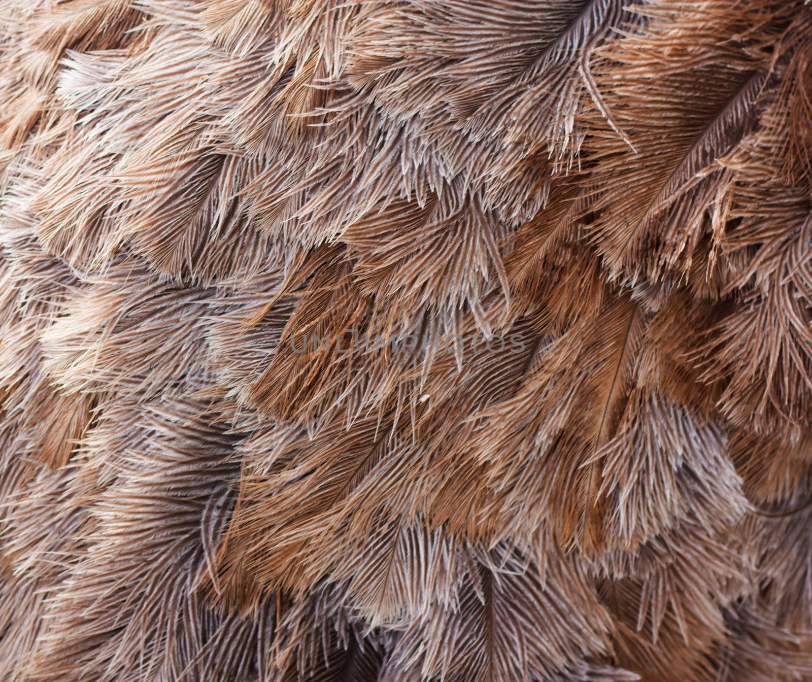 Ostrich bird feather brown texture background 