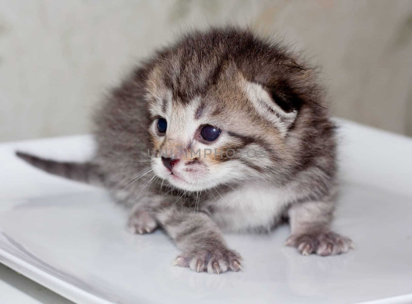 little kitty