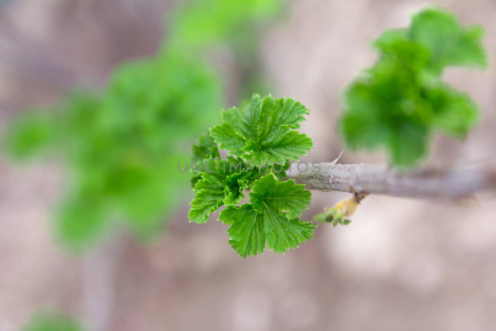 Young leaves of a currant