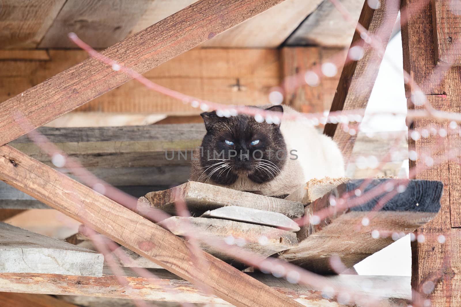 big fat Siamese cat hiding from the rain under the roof