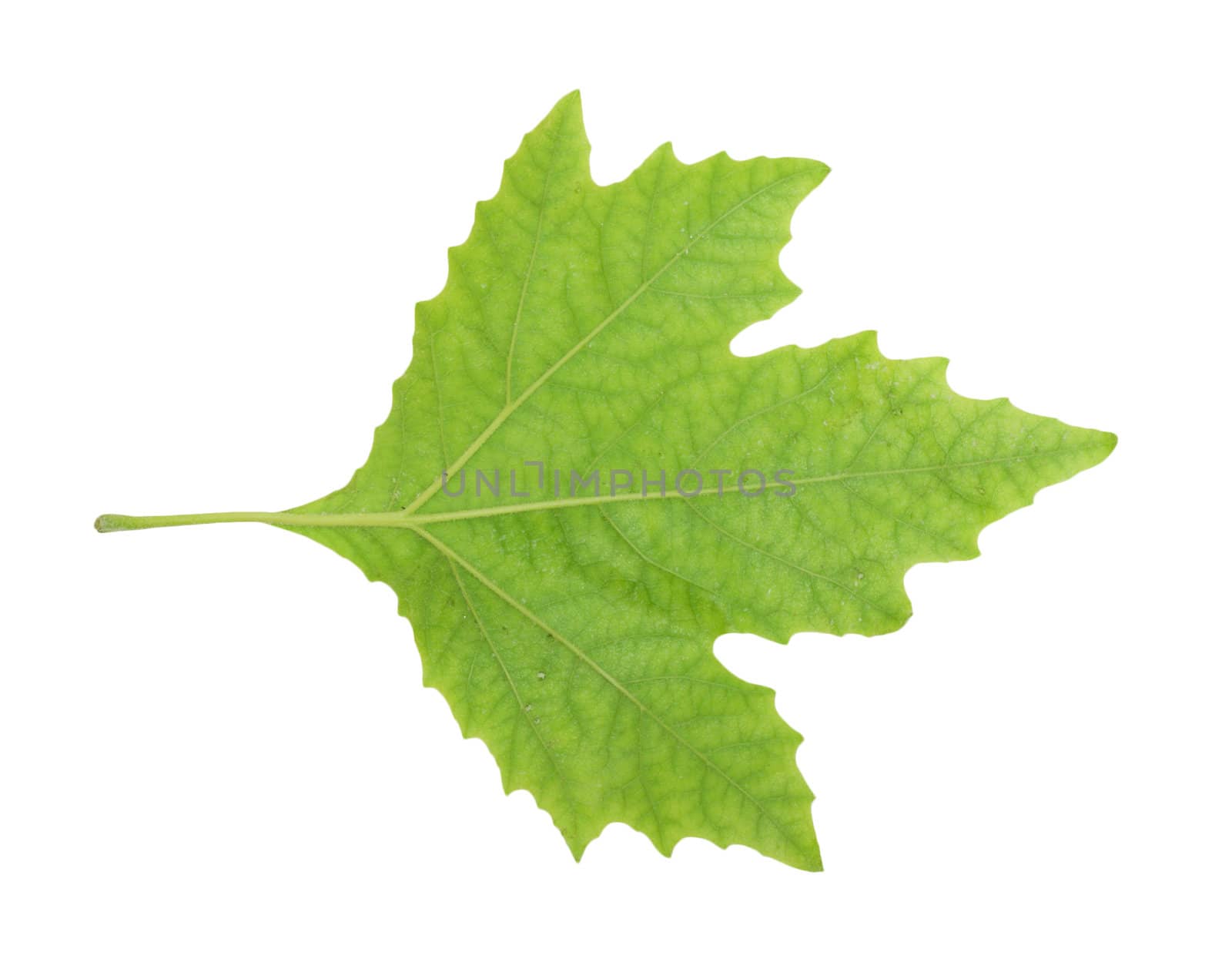 Green Maple Leaf isolated 