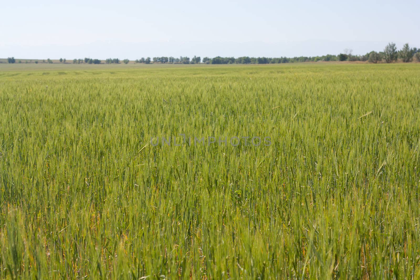 Green wheat field