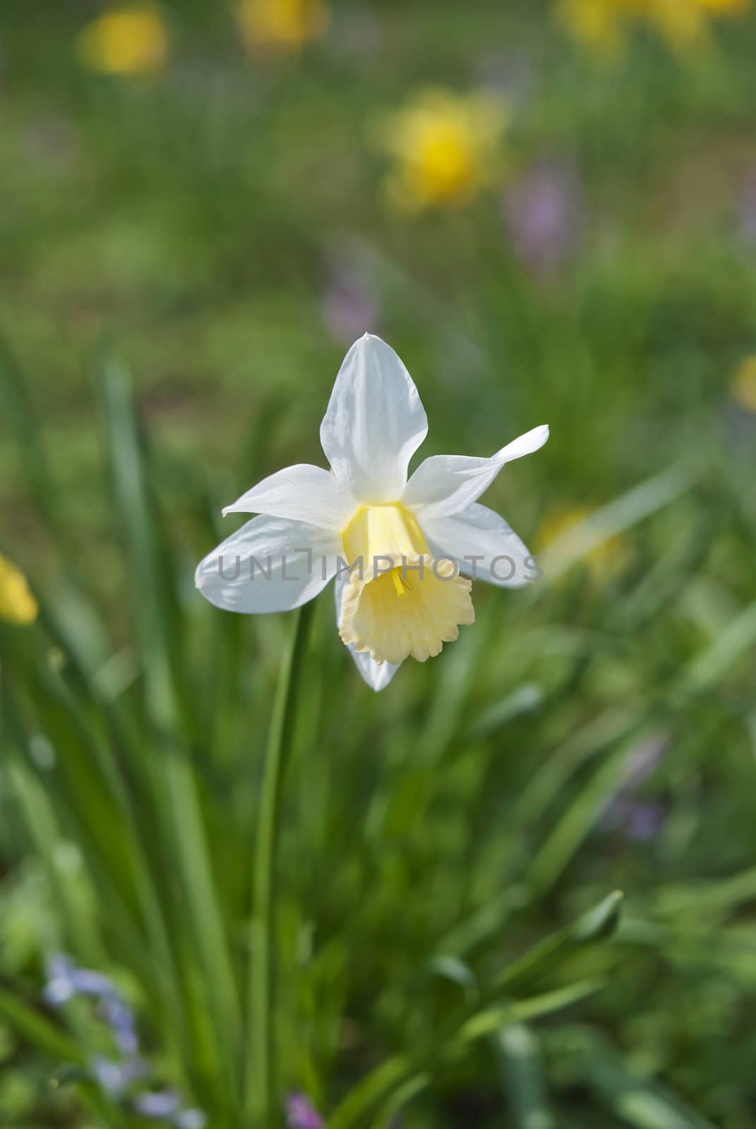 White and yellow daffodil in the green spring garden