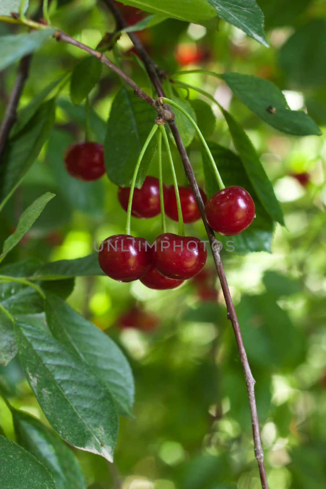 fresh cherries on the tree