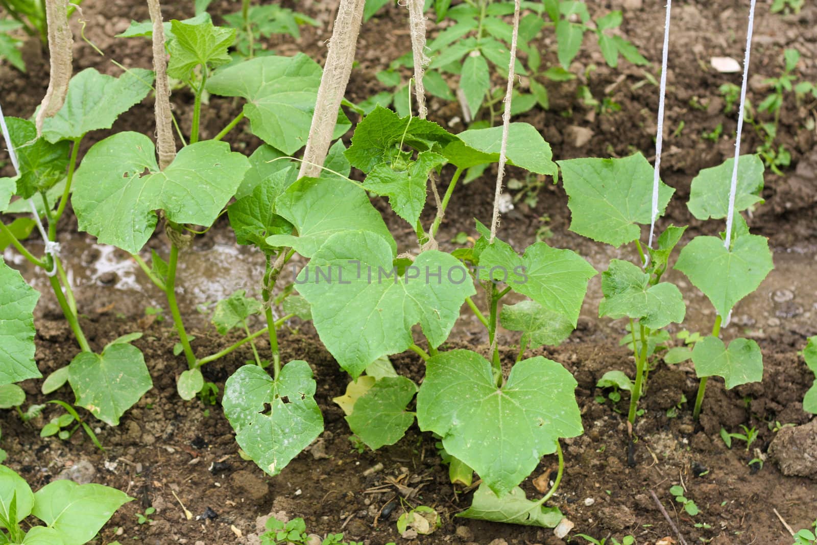 Young seedlings of cucumber