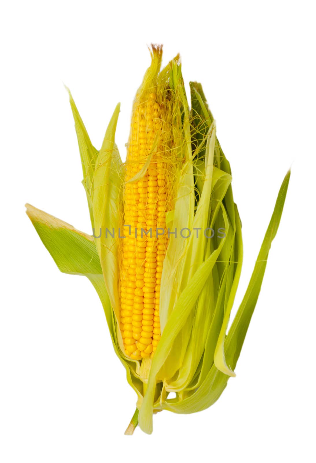 close-up of corn cob against white background 