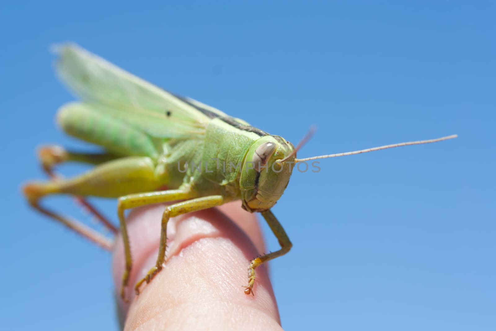 grasshopper in the sky by schankz