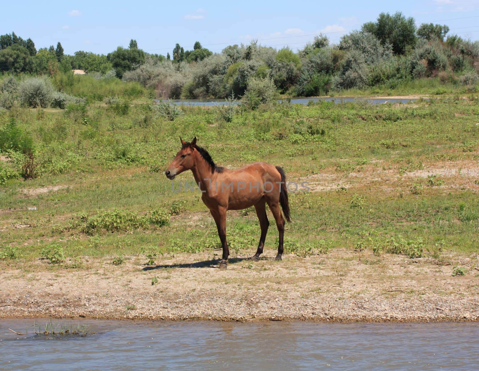 horse on nature