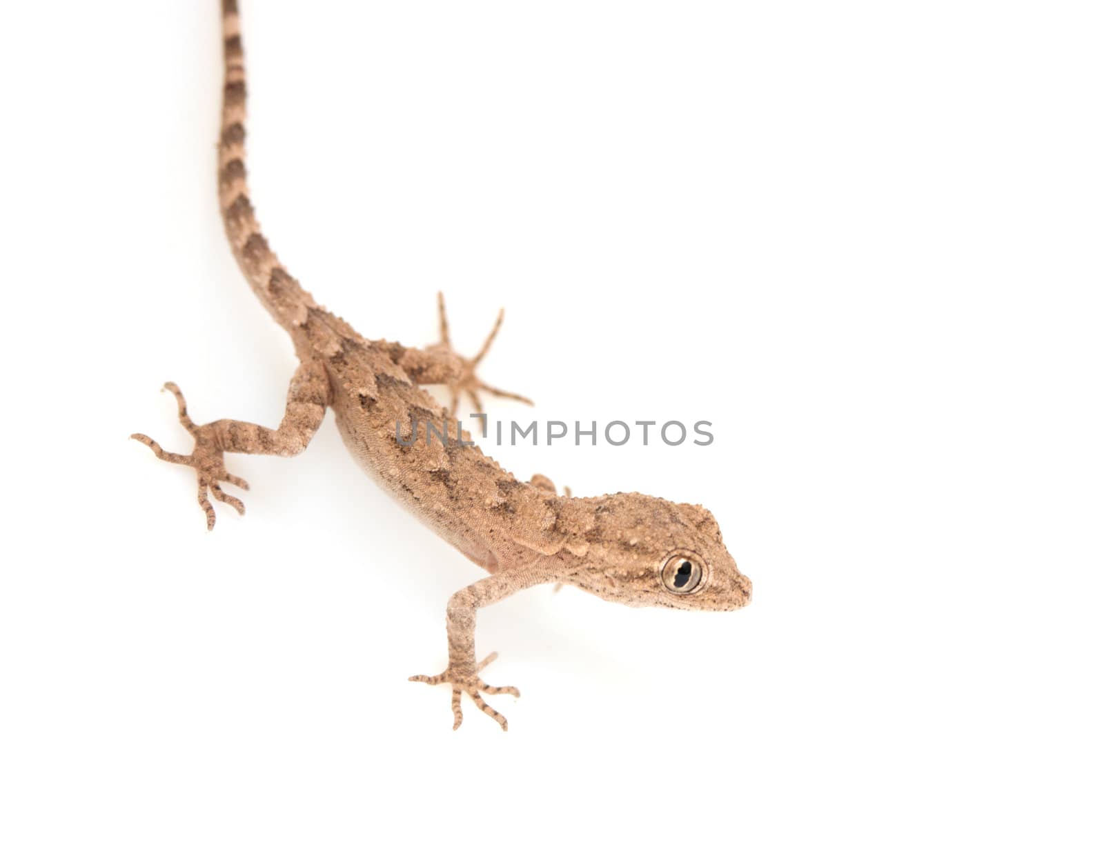 brown spotted gecko reptile isolated on white, view from above 