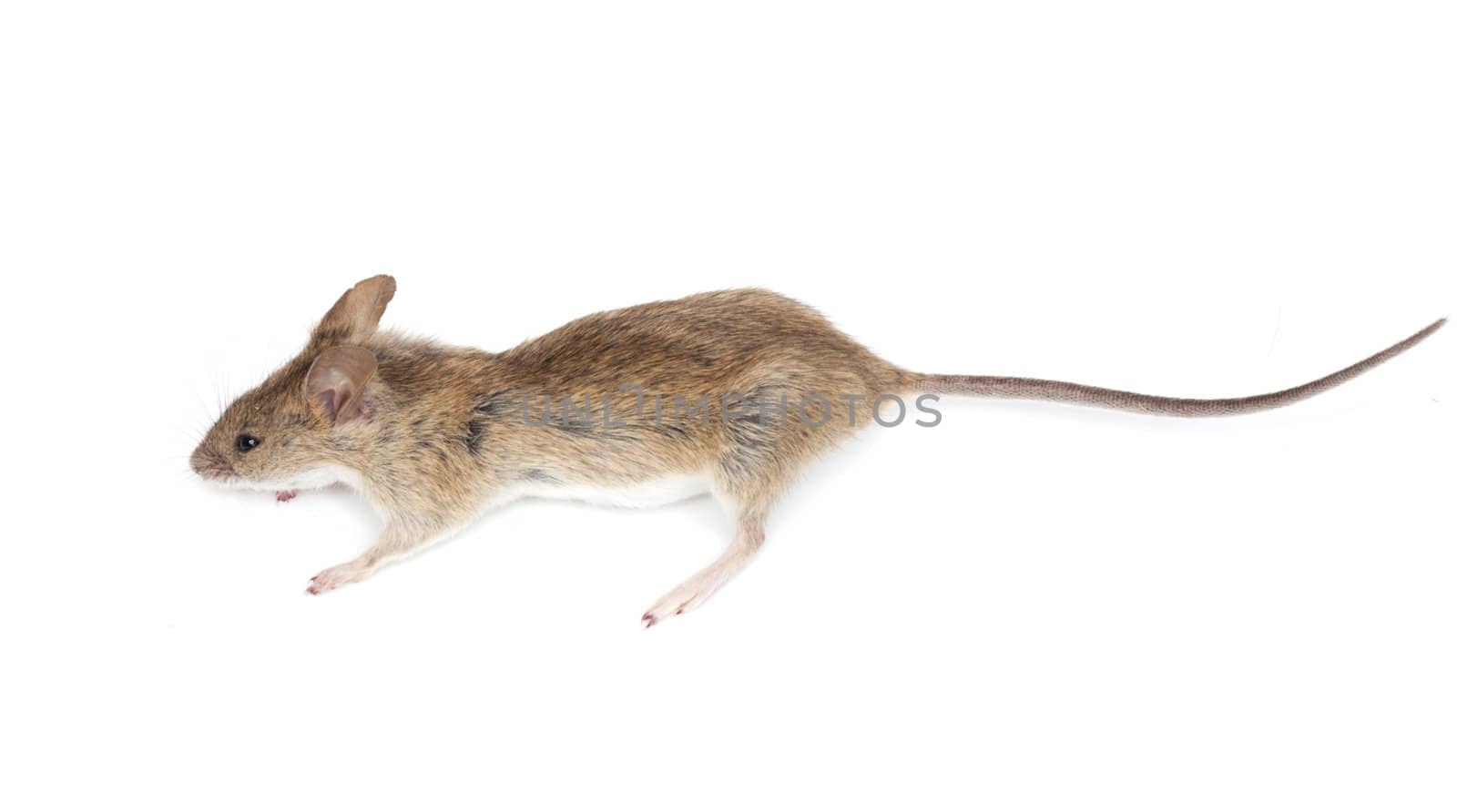 mouse on a white background by schankz