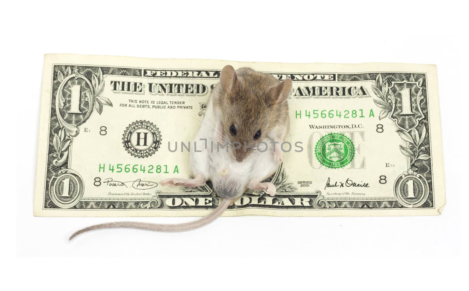 mouse and the dollar on a white background by schankz