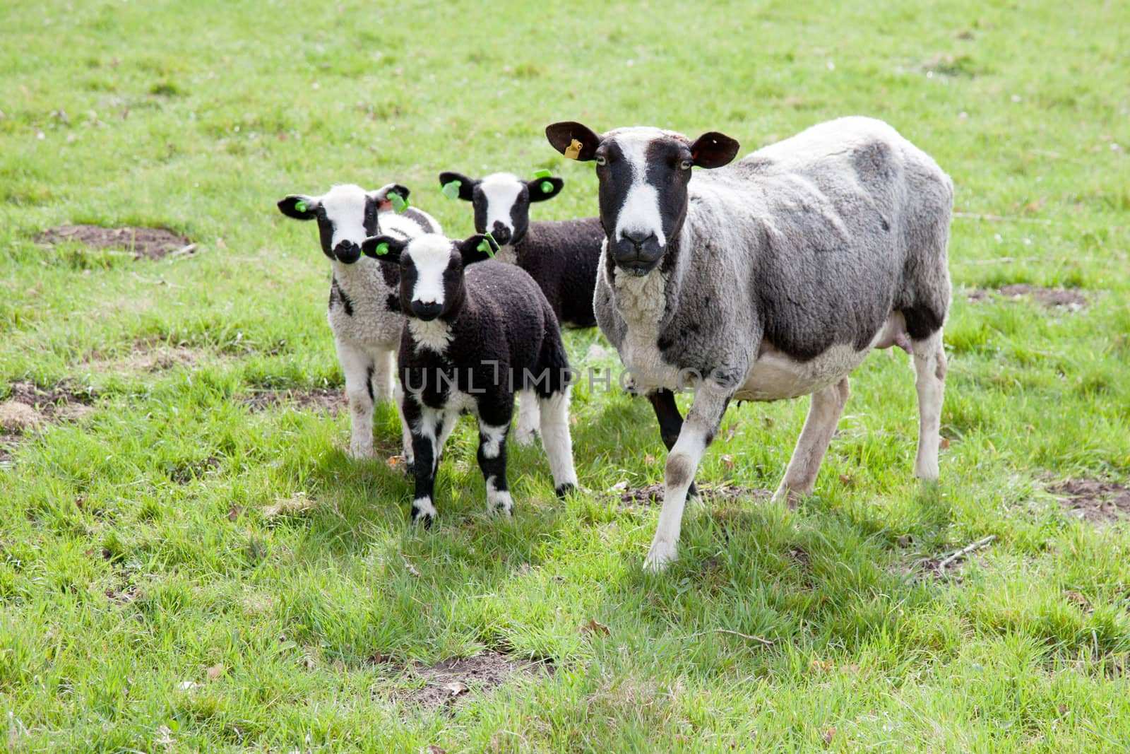 sheep and three lambs standing and gazing in meadow
