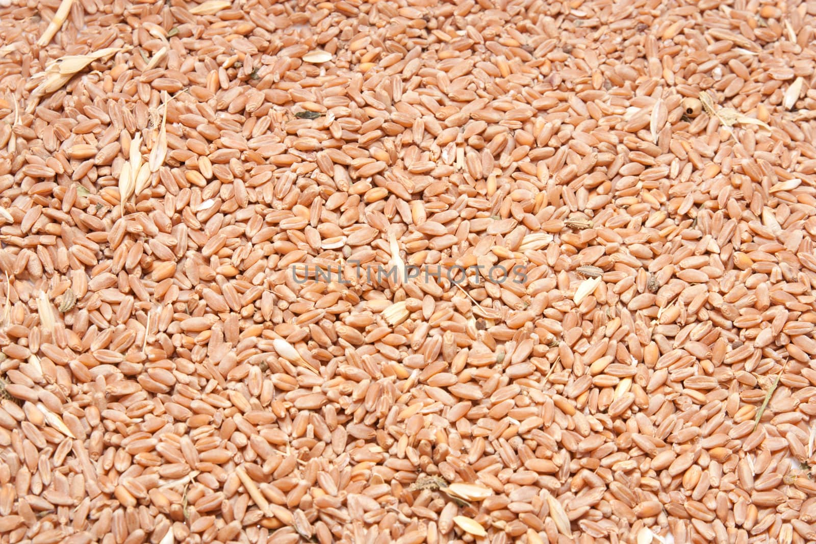 wheat as a background by schankz