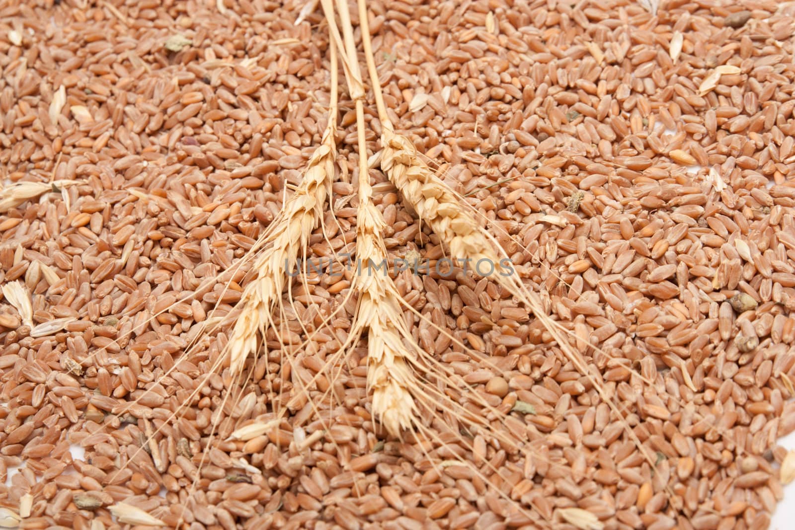 three spikelets of wheat against the grain of wheat by schankz