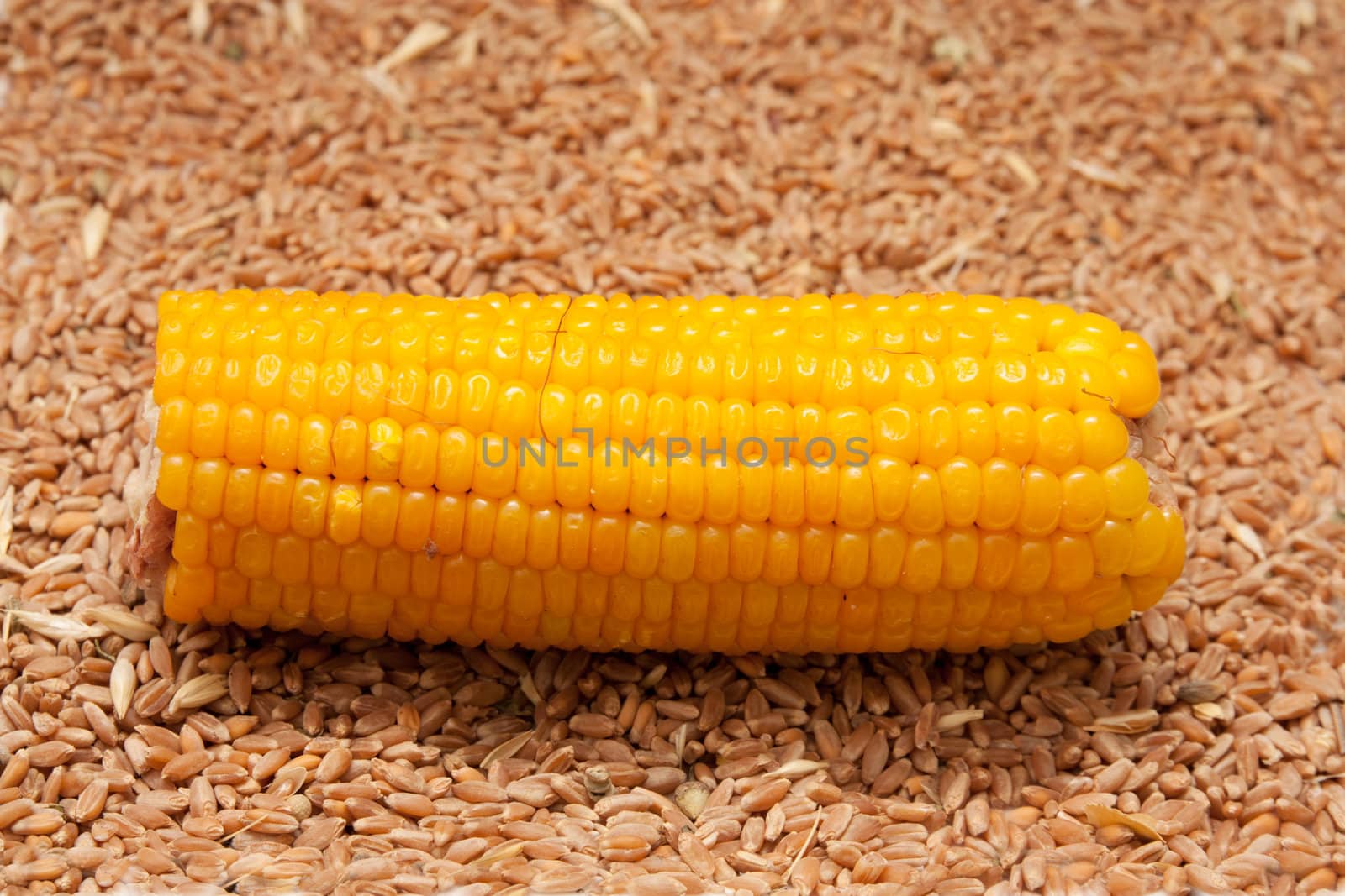 corn on the background of wheat