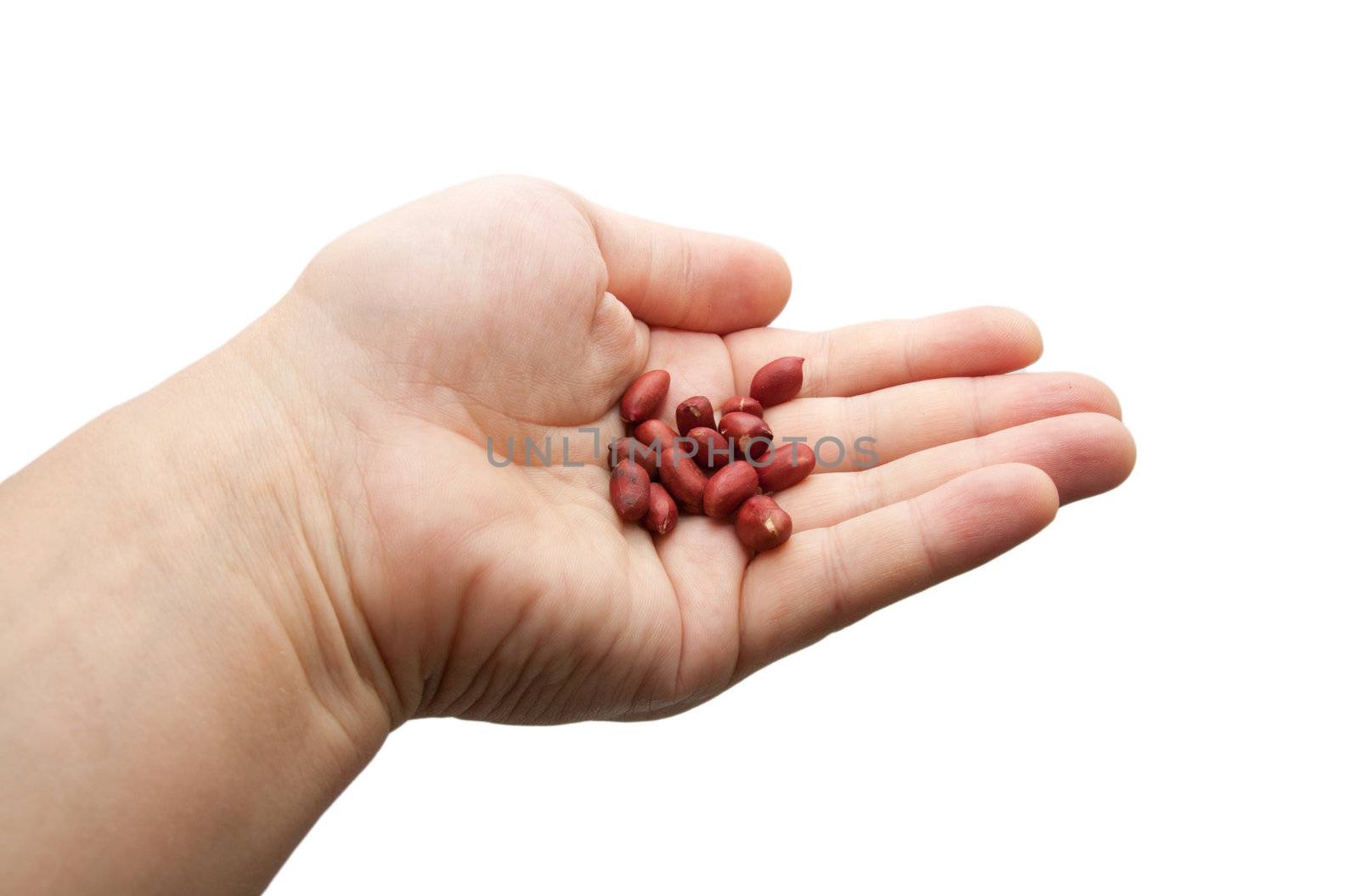 peanuts in his hand on a white background
