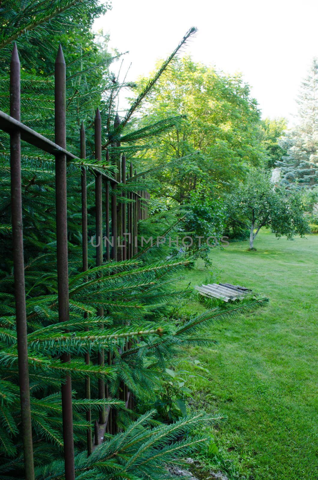 spruce hedges in the park and through the fence rods hanging spruce branches