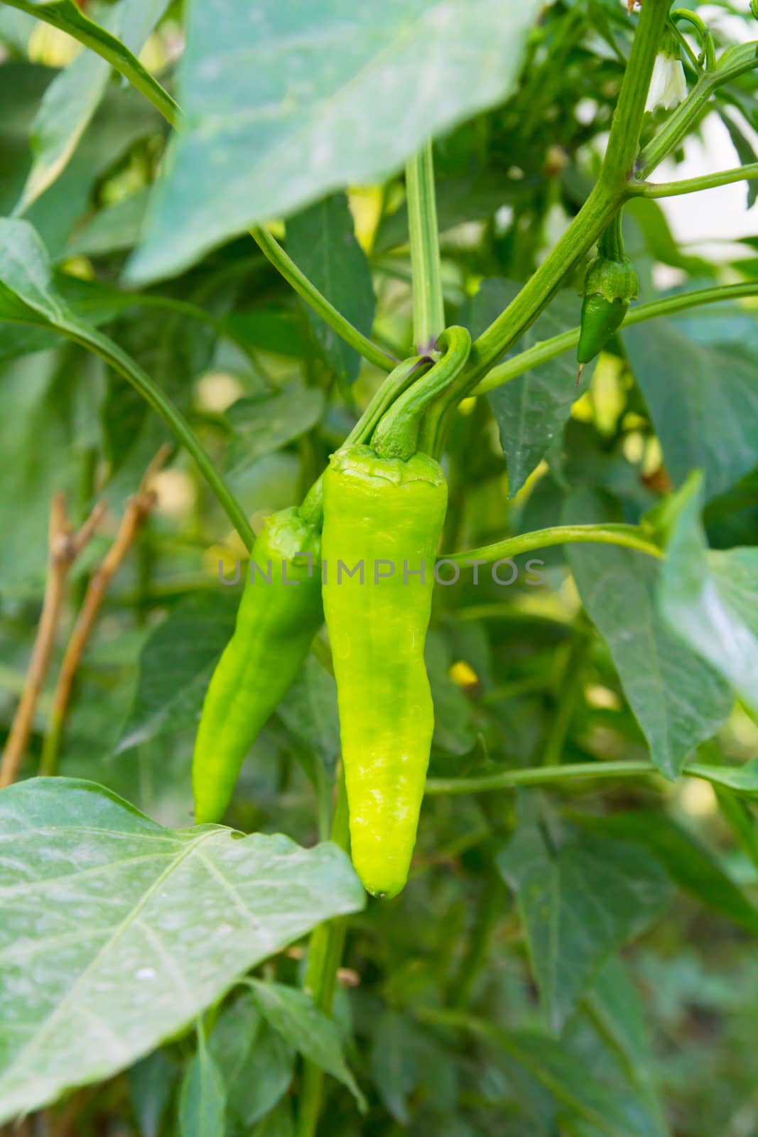 Green hot chili pepper growing on bush with blurred background