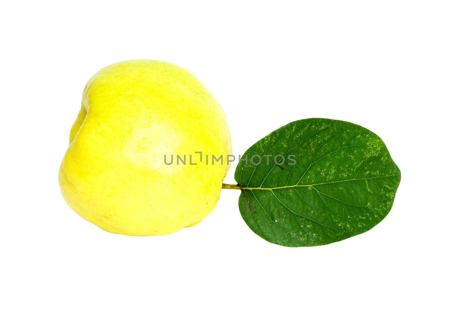 object on white - food quince close up 