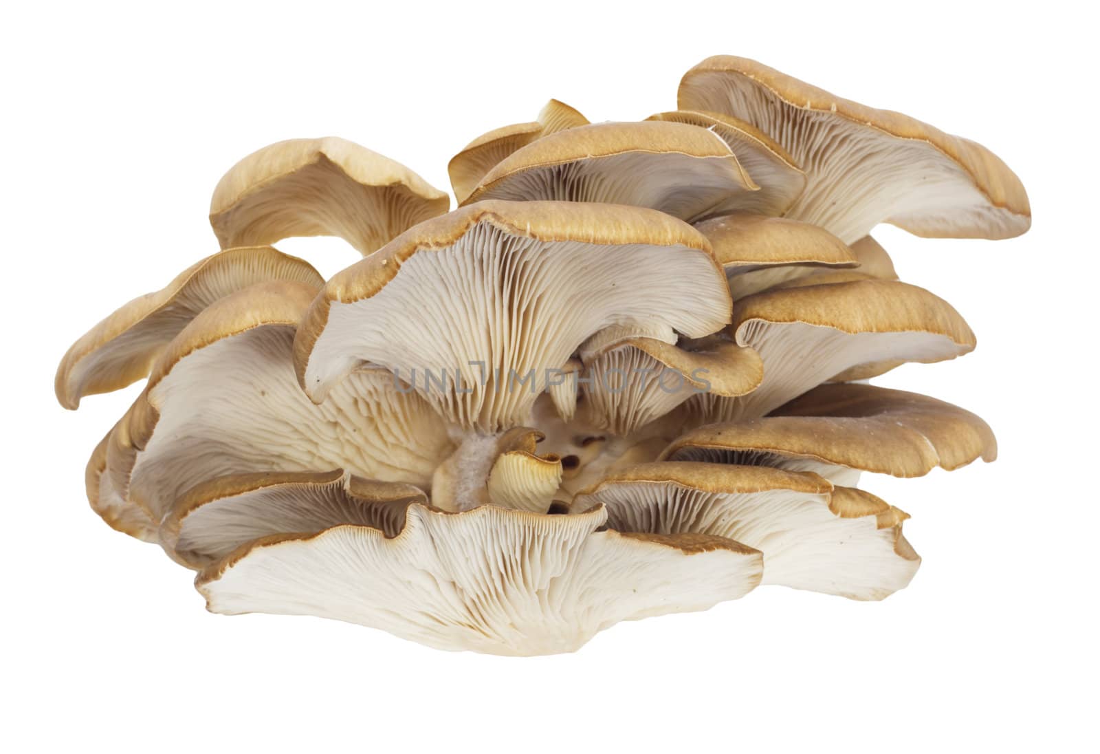 Oyster mushrooms on a white background