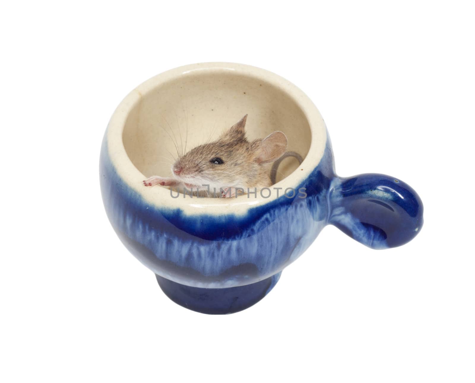 mouse in a blue glass