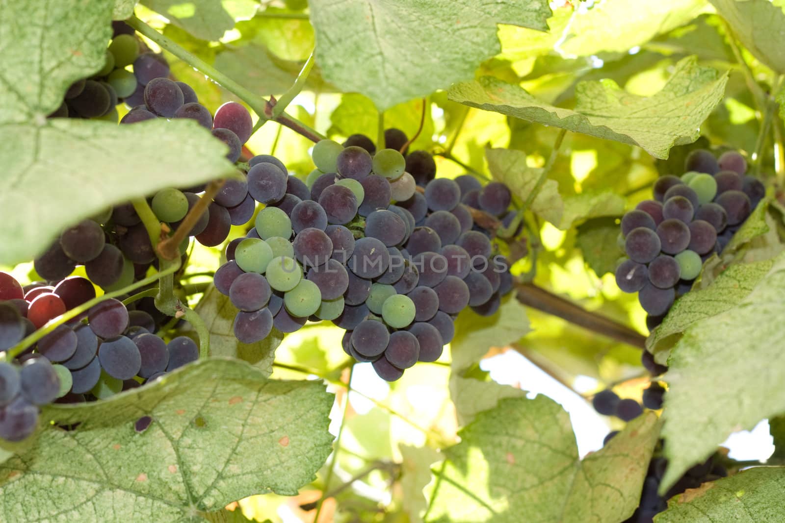 Purple grapes growing on vine  by schankz