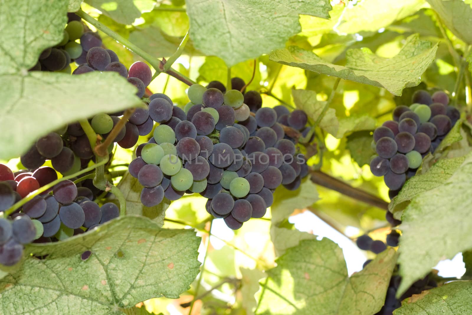 Purple grapes growing on vine 