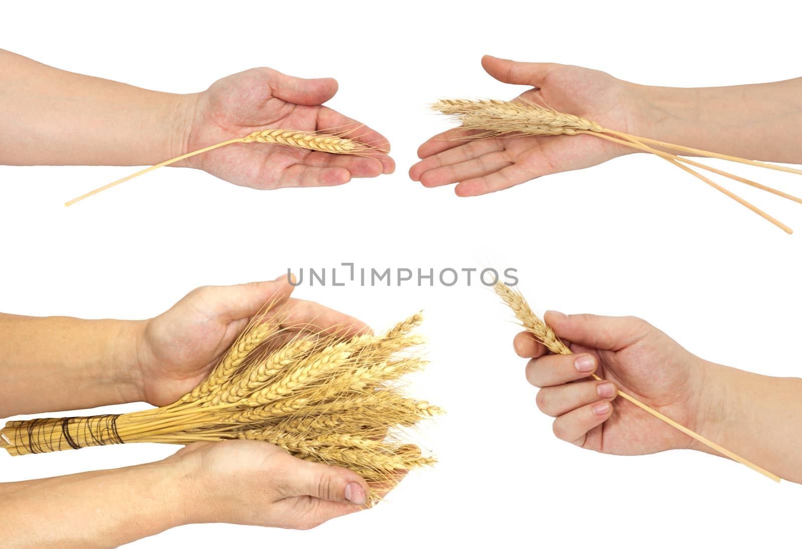 arm of wheat