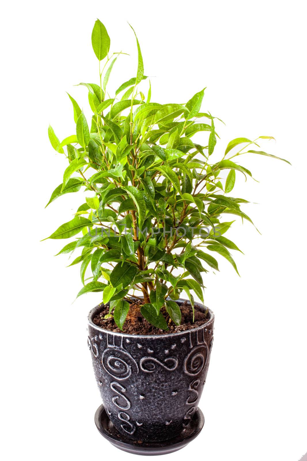 Benjamin's ficus in a pot on a white background