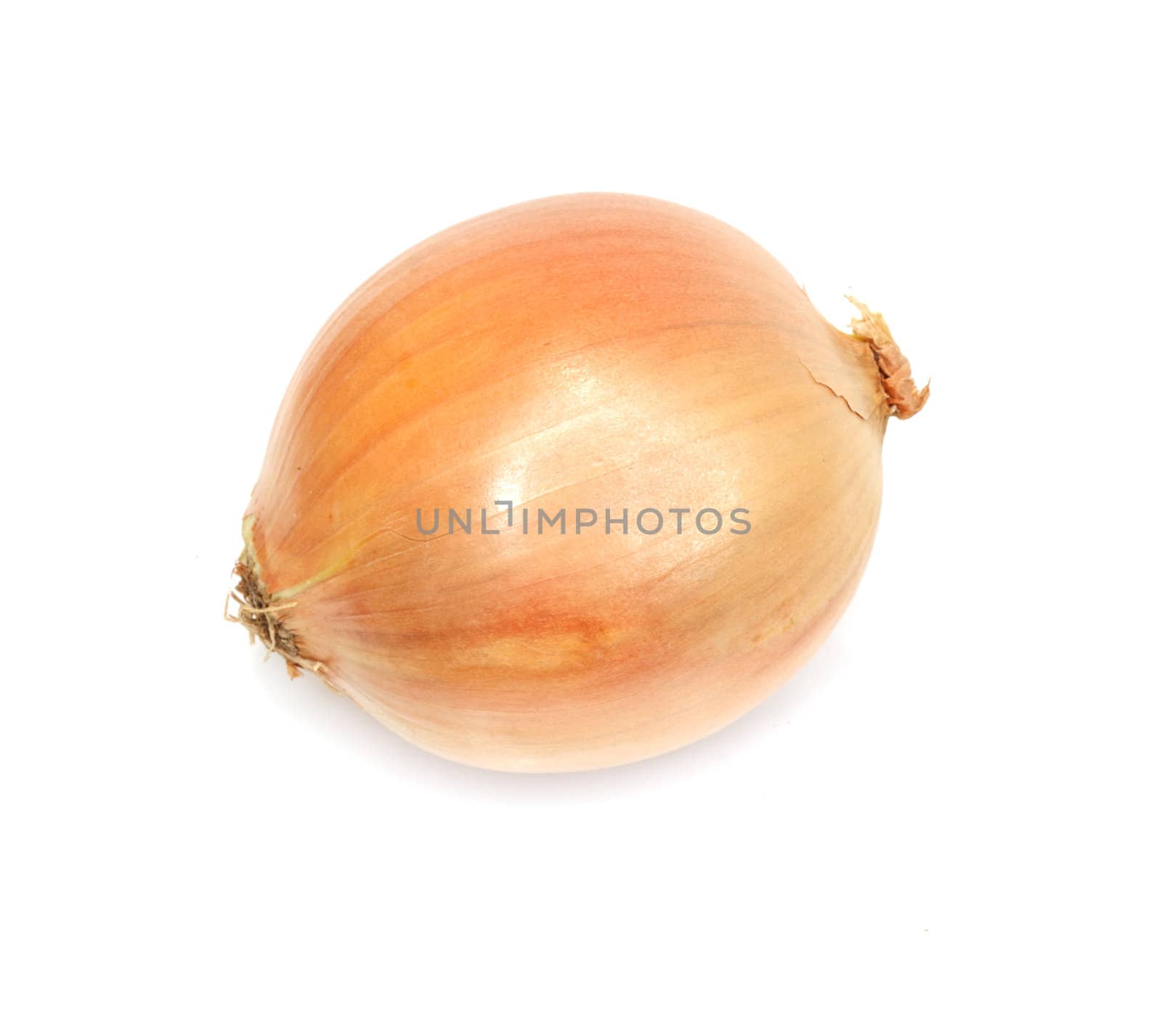 single yellow onion isolated on white background 