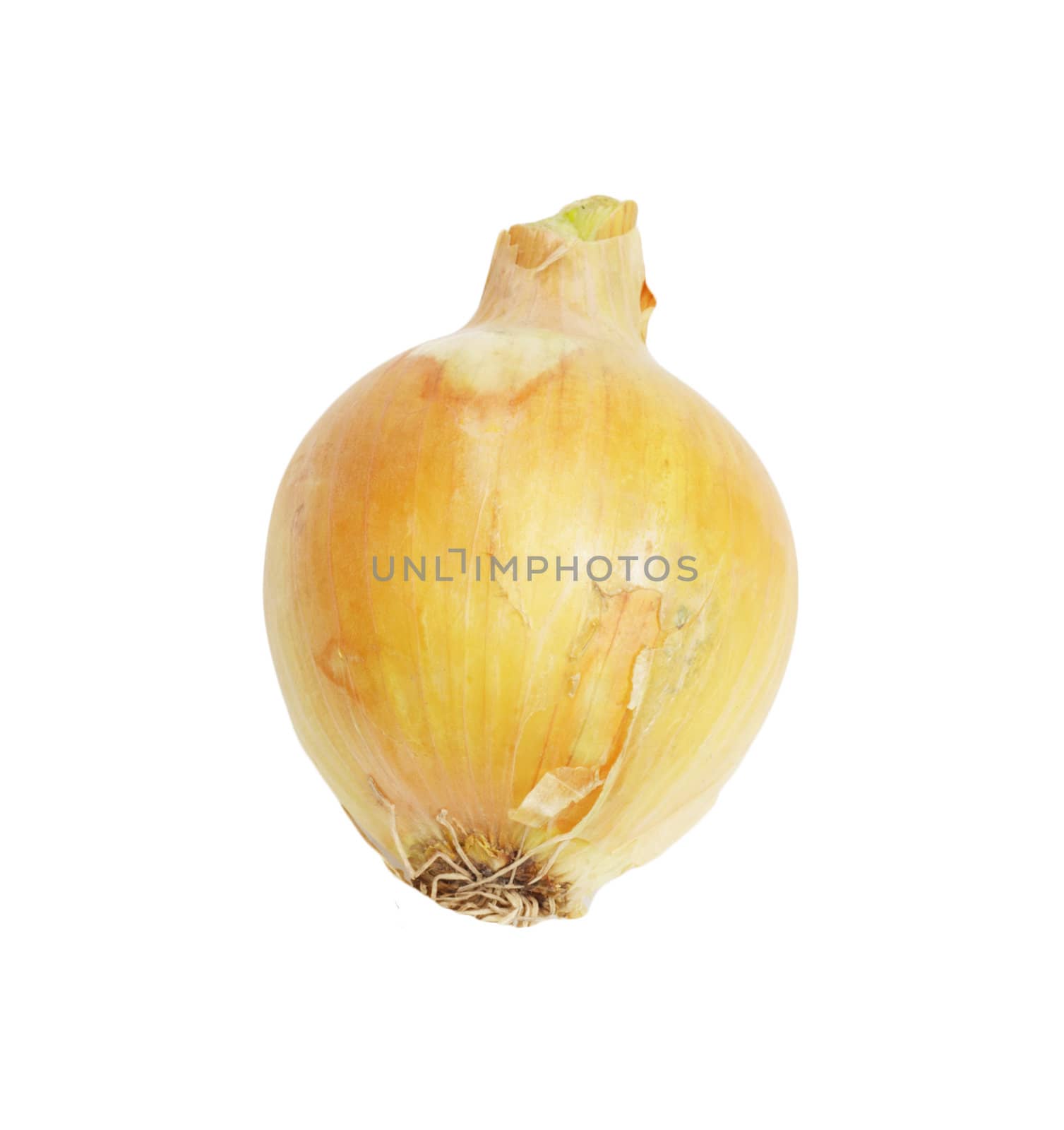 single yellow onion isolated on white background 