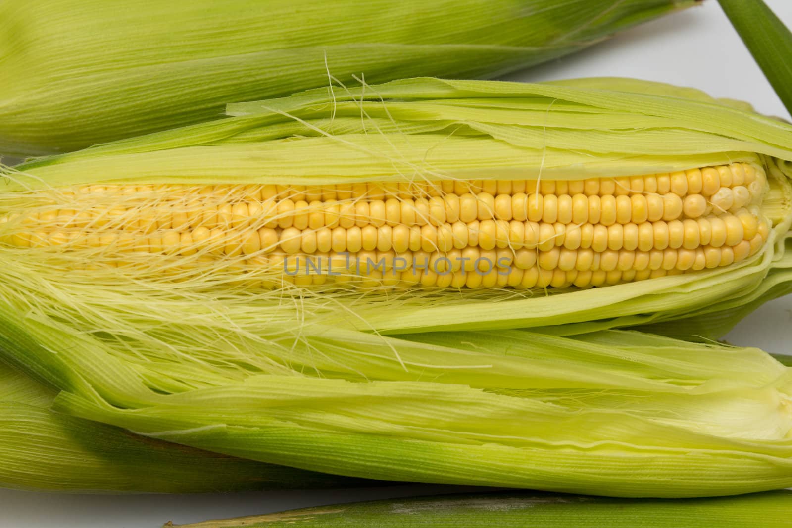 corn cob between green leaves