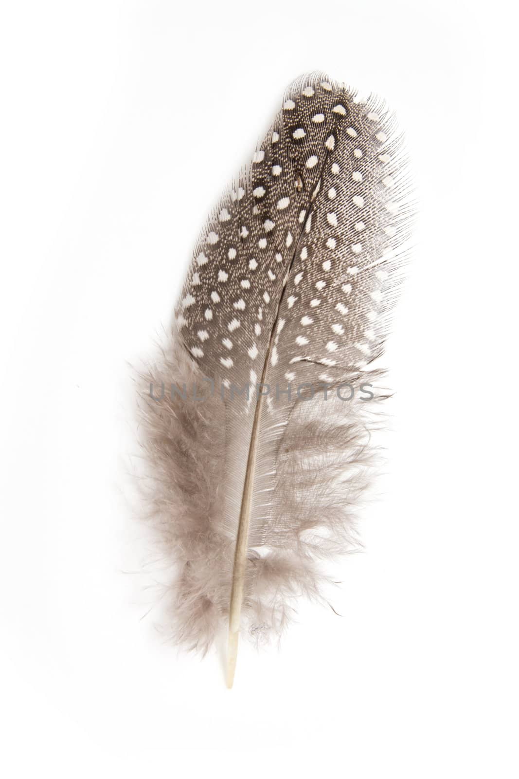 guinea fowl feather on white background