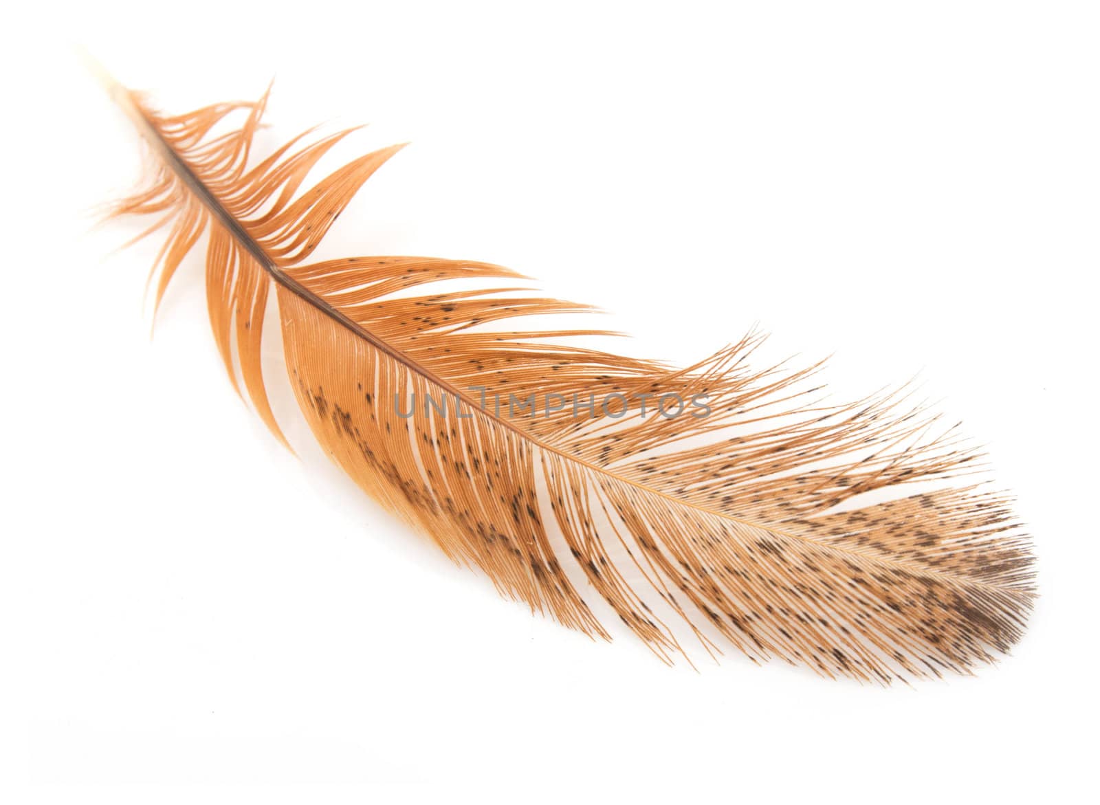 golden feather on a white background by schankz