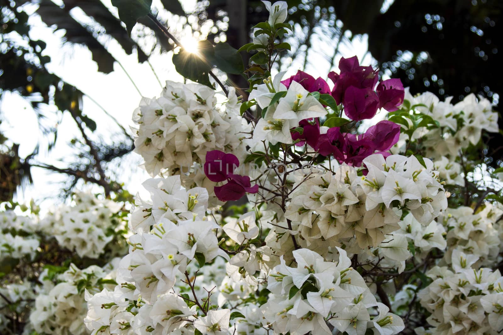 White-Red Flowers of Bougainvillea. Thailand 2013.