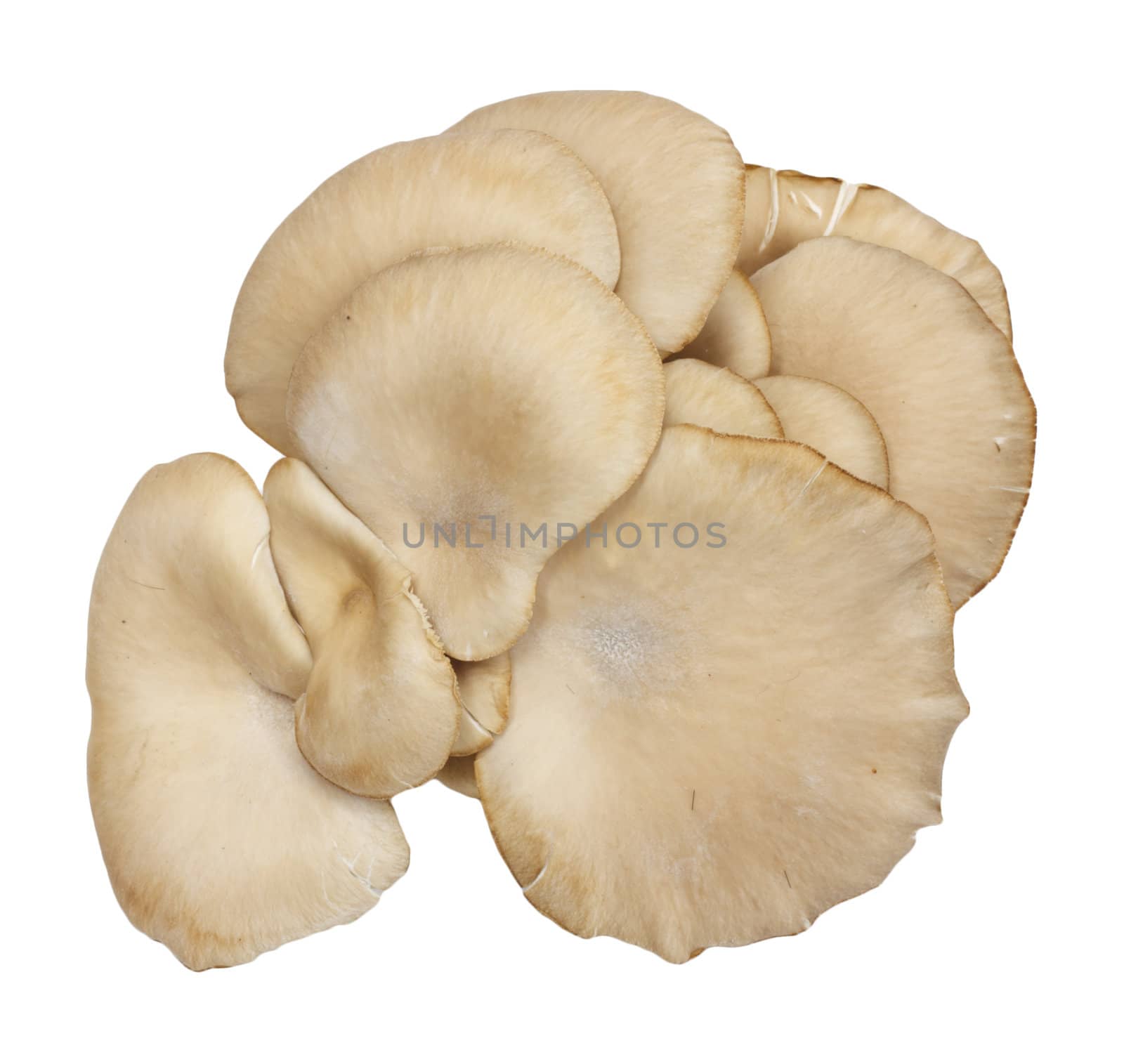 Oyster mushrooms on a white background 