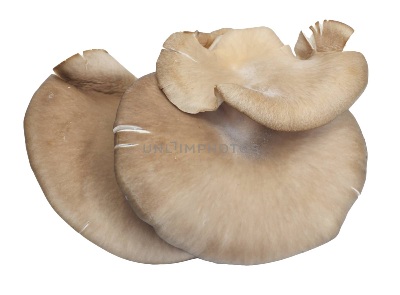 Oyster mushrooms on a white background  by schankz