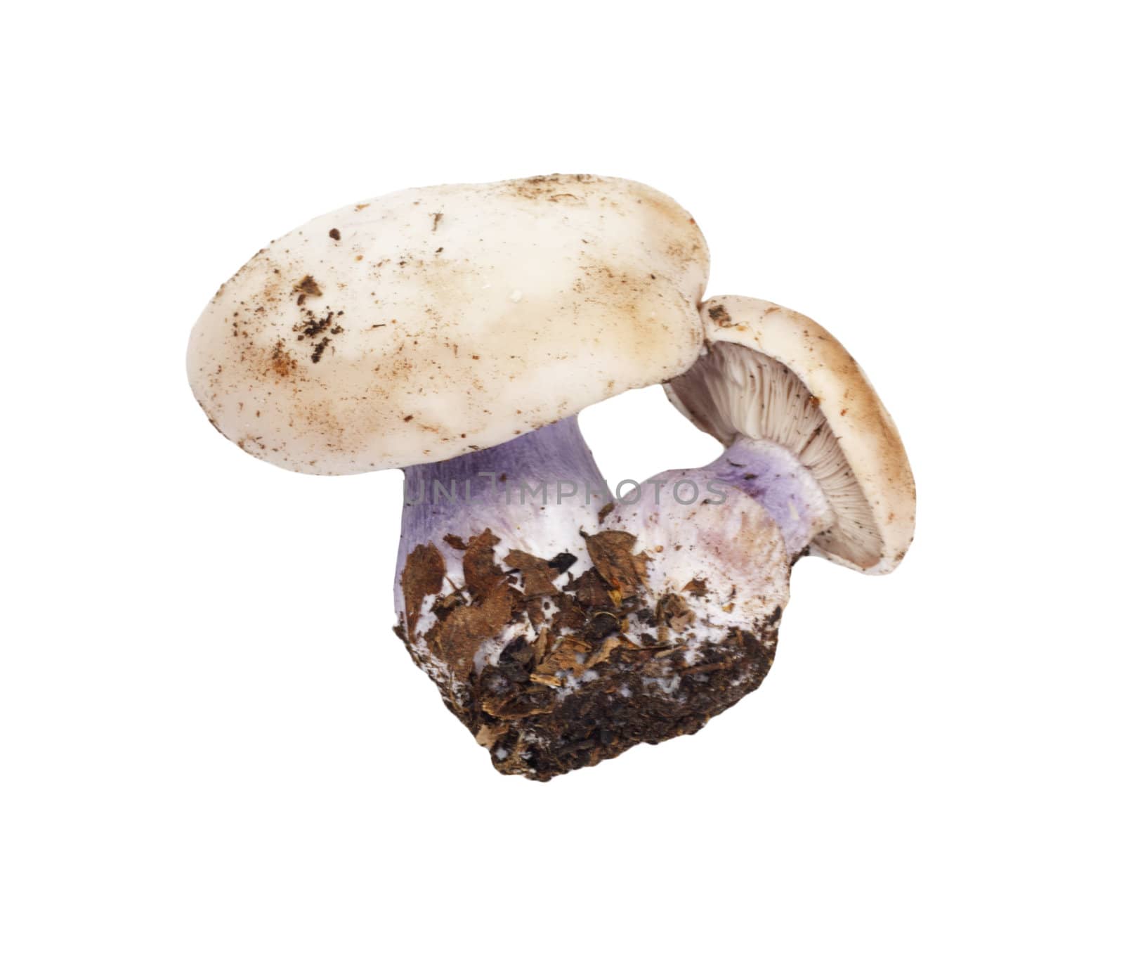 mushroom blue foot