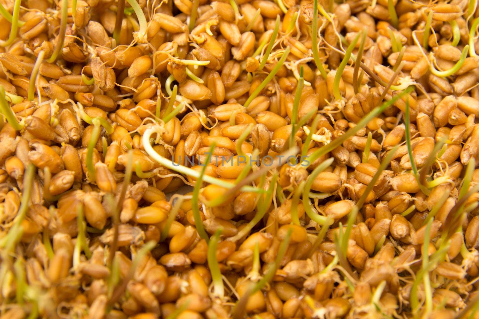 sprouted wheat as the background